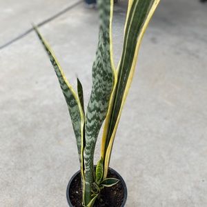 Live Snake Plant, Mother In-Law’s Tongue